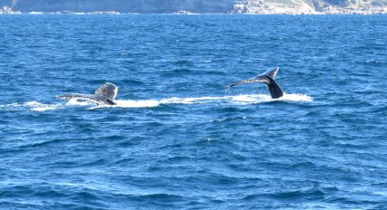 Activities-Whale-Watching