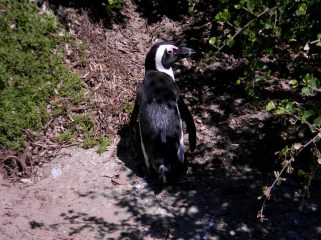 Cape-Town-Penguin-Boulder's-Beach