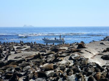 Cape-town-Seal-island