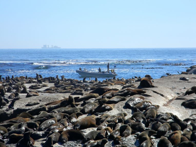 Cape-town-Seal-island
