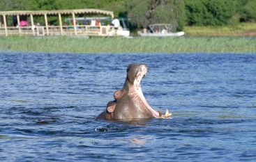 Chobe-River-Safari