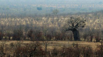 Kruger-Park