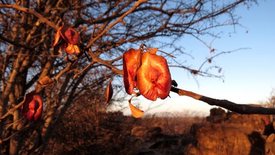 Kruger-Park-September