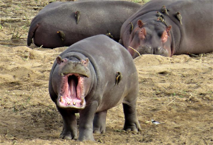 Safari-Hippo
