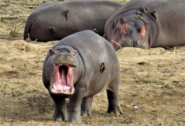 Safari-Hippo