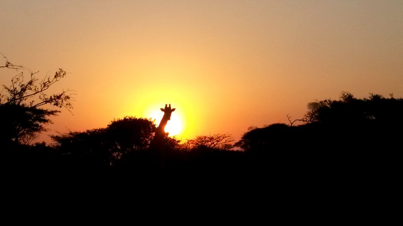 Safari-Hluhluwe