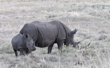 Safari-Rhino