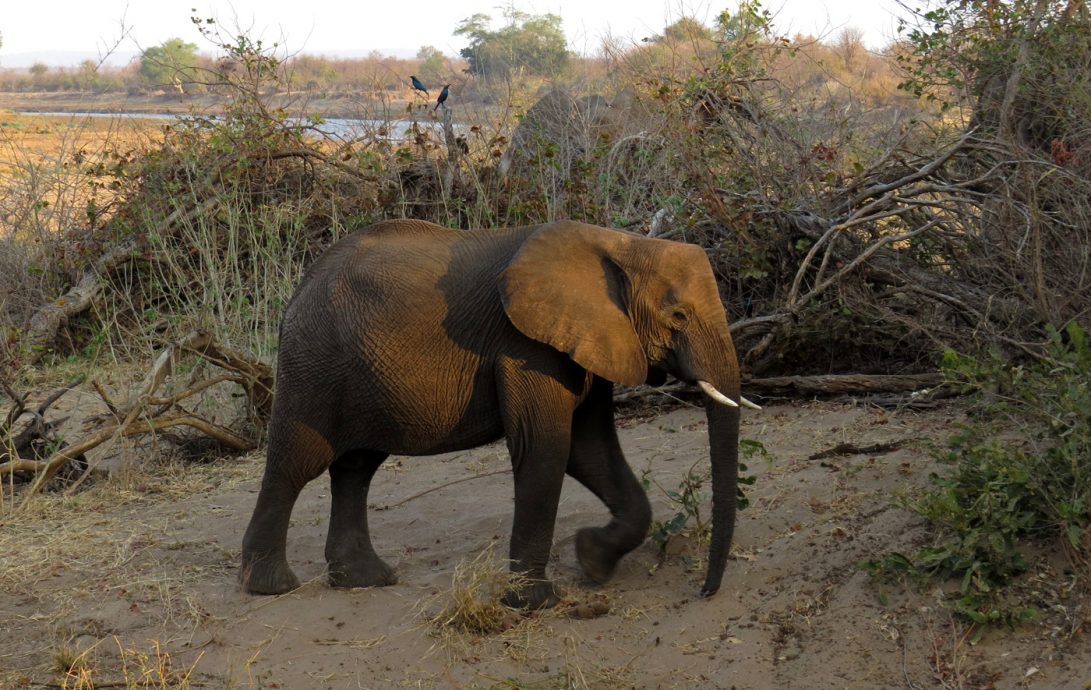 Safaris-Elephant