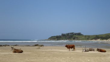 Wild-Coast-beaches